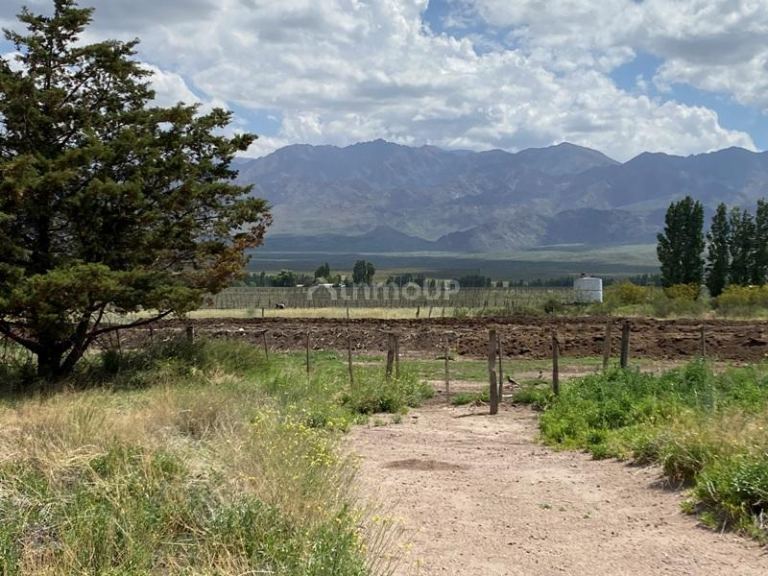 Finca en Venta en San Carlos, Mendoza