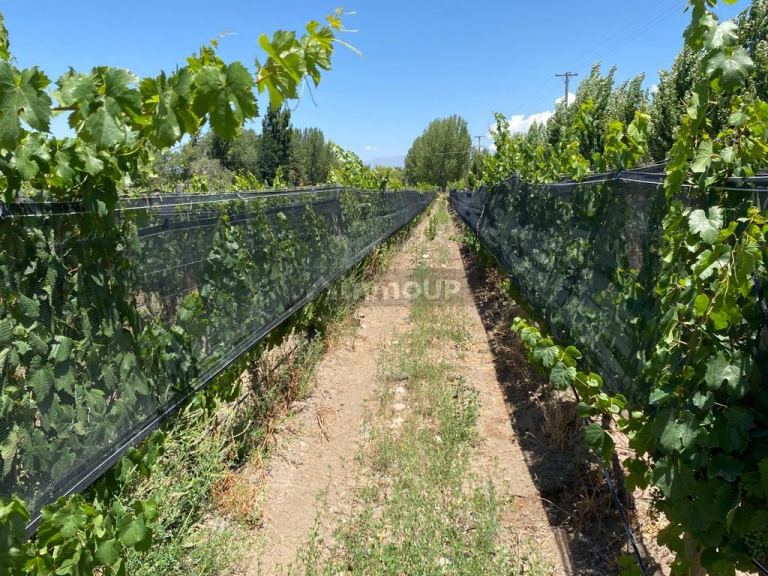 Finca en Venta en Tunuyan, Mendoza