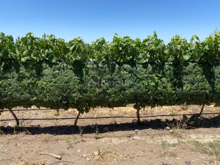 Finca en Venta en Tunuyan, Mendoza
