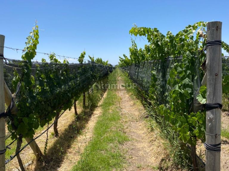 Finca en Venta en Tunuyan, Mendoza
