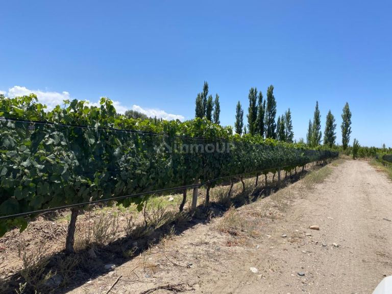 Finca en Venta en Tunuyan, Mendoza