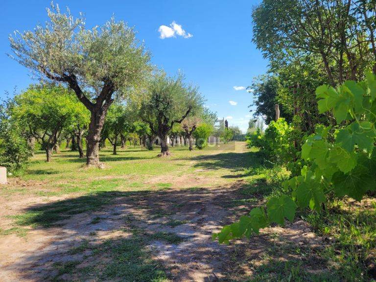 Negocio en Venta en Maipu, Mendoza