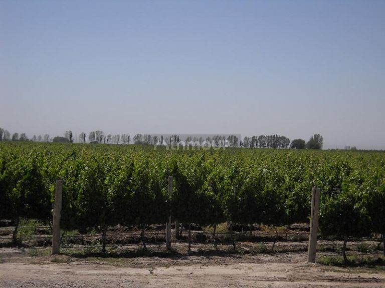 Bodega con Viñedo en Venta en Tupungato, Mendoza