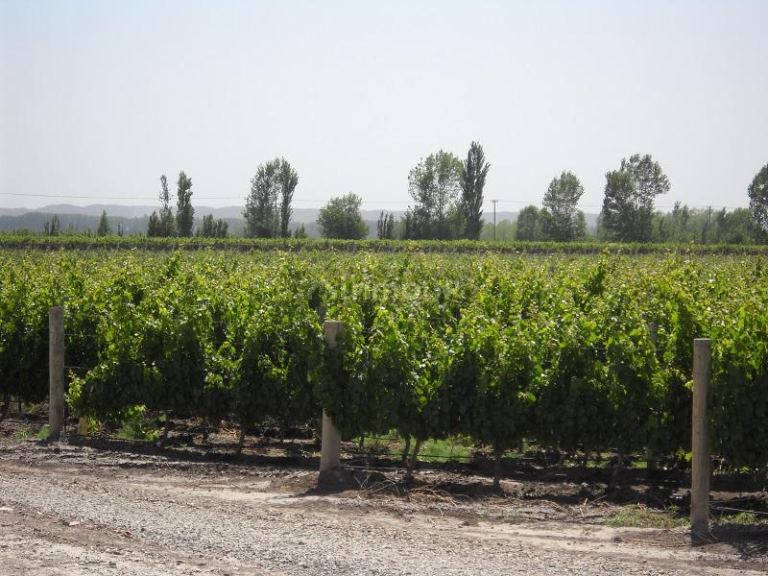 Bodega con Viñedo en Venta en Tupungato, Mendoza