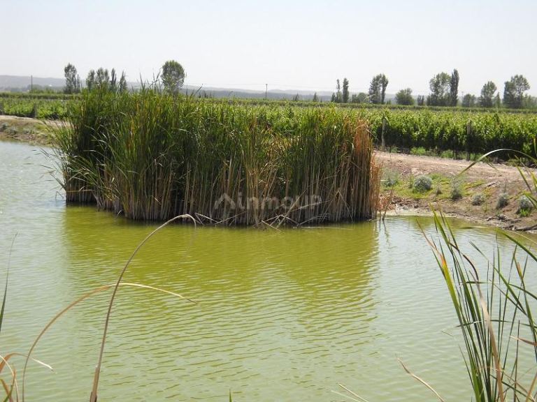 Bodega con Viñedo en Venta en Tupungato, Mendoza