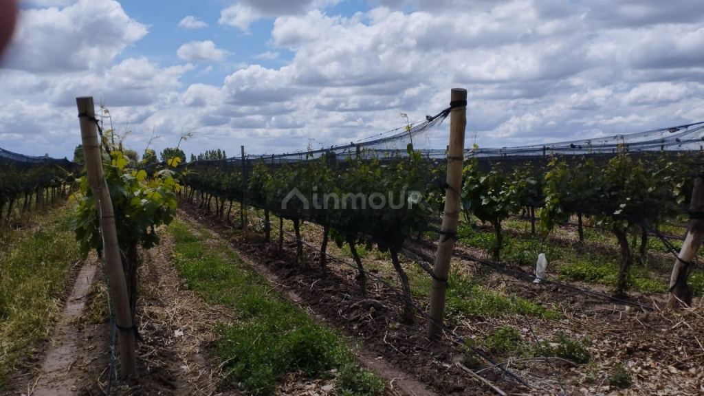 Finca en Venta en San Carlos, Mendoza