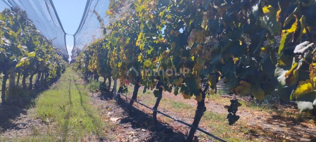 Finca en Venta en San Carlos, Mendoza