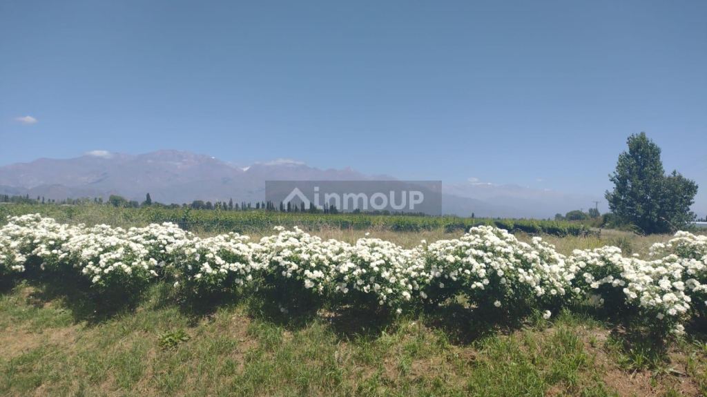 Finca en Venta en San Carlos, Mendoza