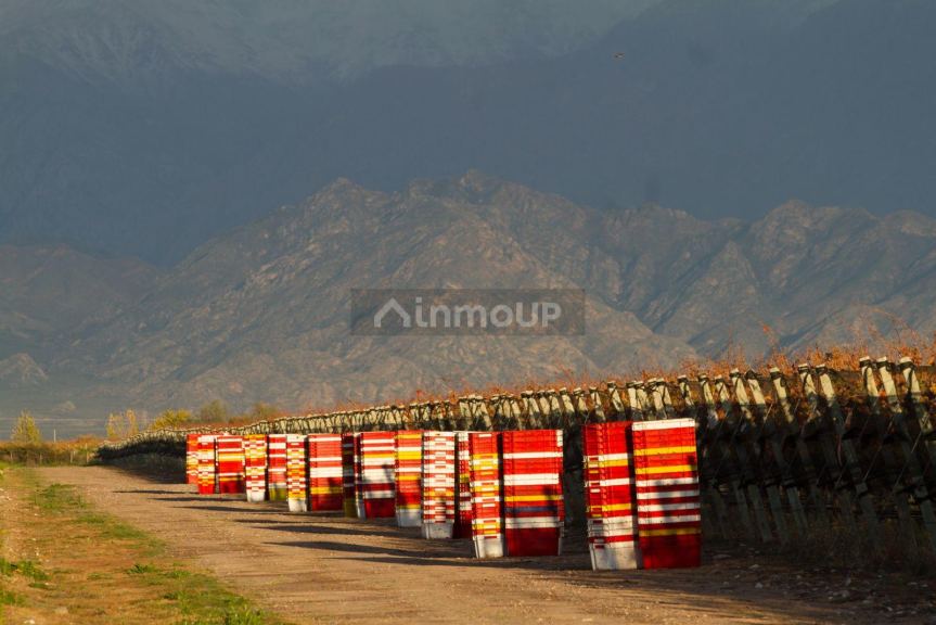 Finca en Venta en San Carlos, Mendoza