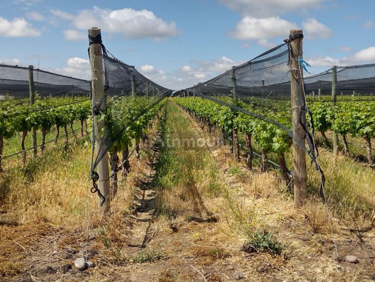 Finca en Venta en San Carlos, Mendoza