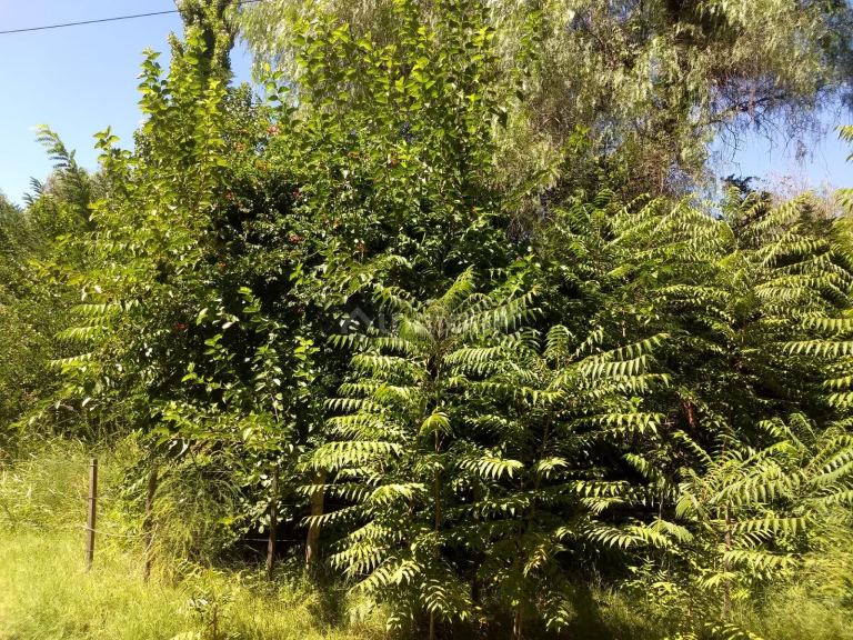 Finca en Venta en San Rafael, Mendoza