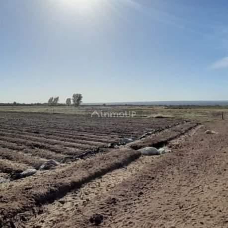Finca en Venta en Lujan de Cuyo, Mendoza