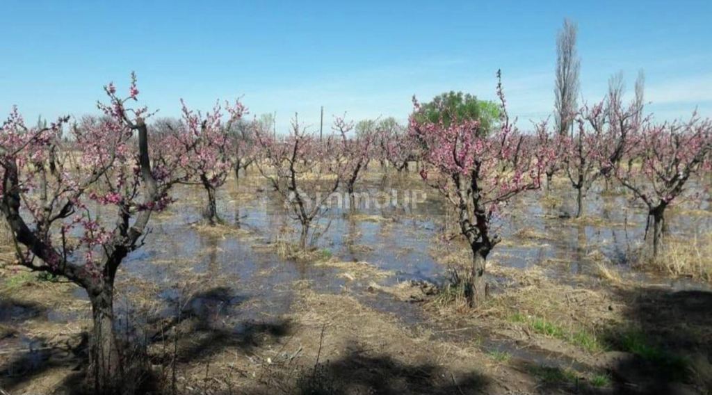 Finca en Venta en General alvear, Mendoza