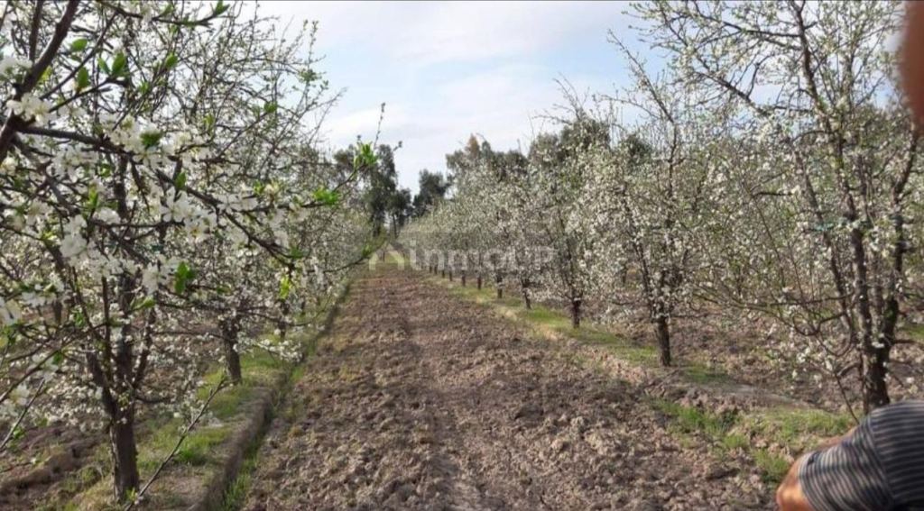 Finca en Venta en General alvear, Mendoza