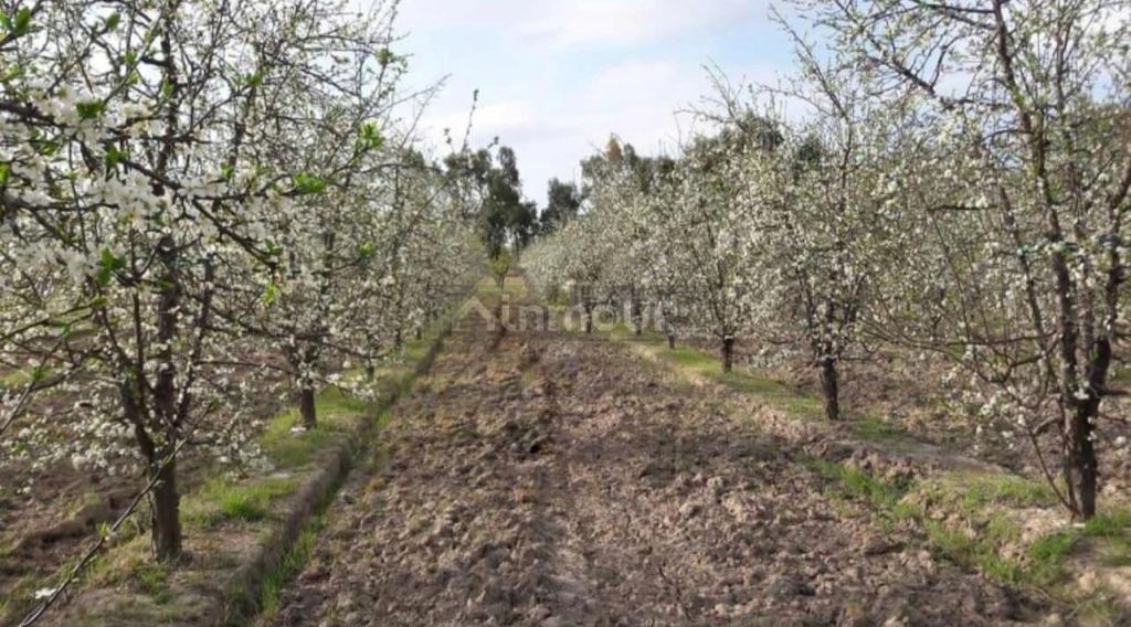 Finca en Venta en General alvear, Mendoza