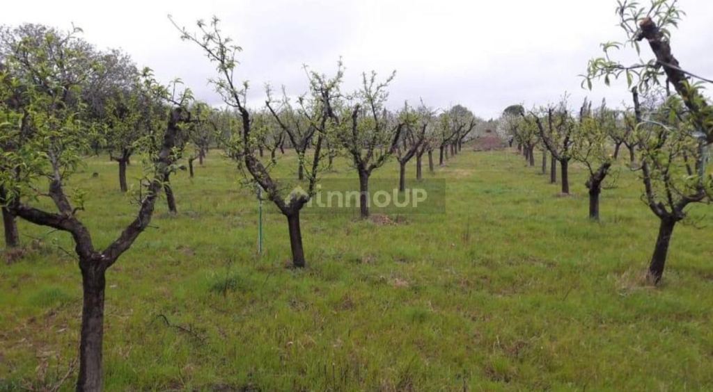 Finca en Venta en General alvear, Mendoza
