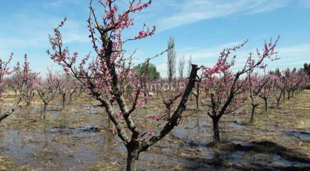 Finca en Venta en General alvear, Mendoza