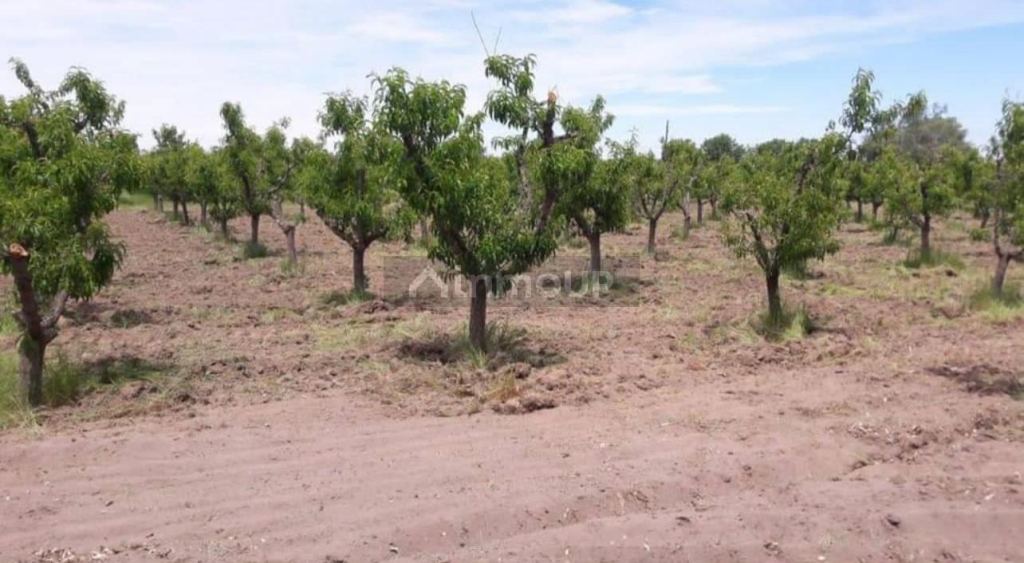 Finca en Venta en General alvear, Mendoza