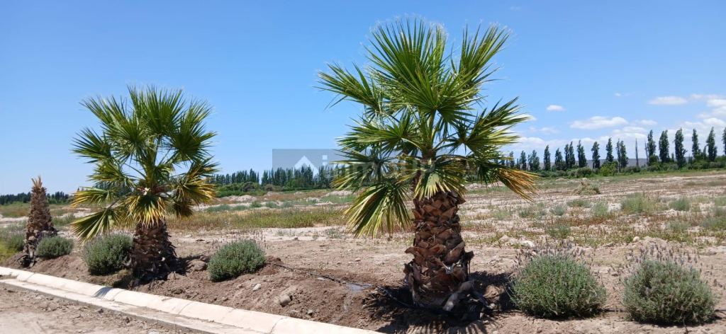 Lote en Venta en Lujan de Cuyo, Mendoza