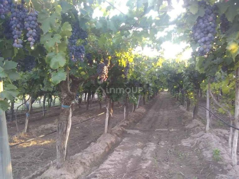 Finca en Venta en Santa Rosa, Mendoza