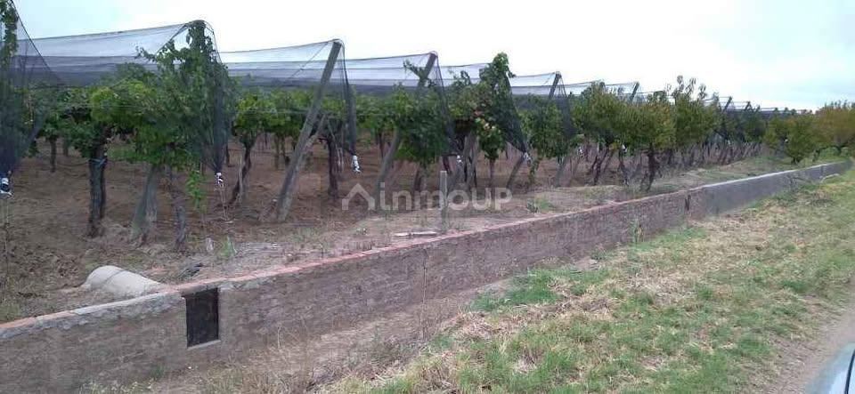 Finca en Venta en Santa Rosa, Mendoza