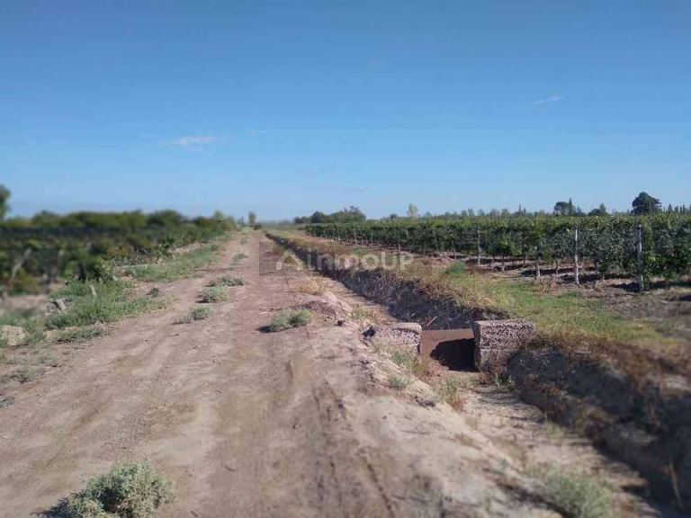 Finca en Venta en Santa Rosa, Mendoza