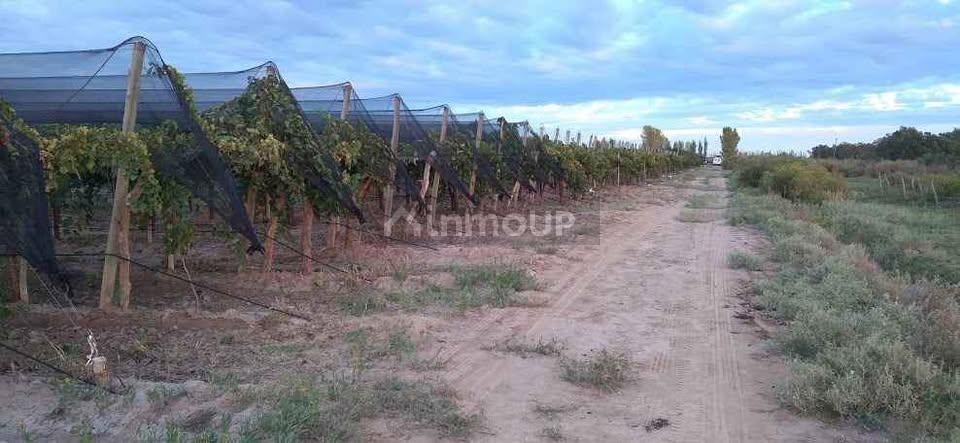 Finca en Venta en Santa Rosa, Mendoza