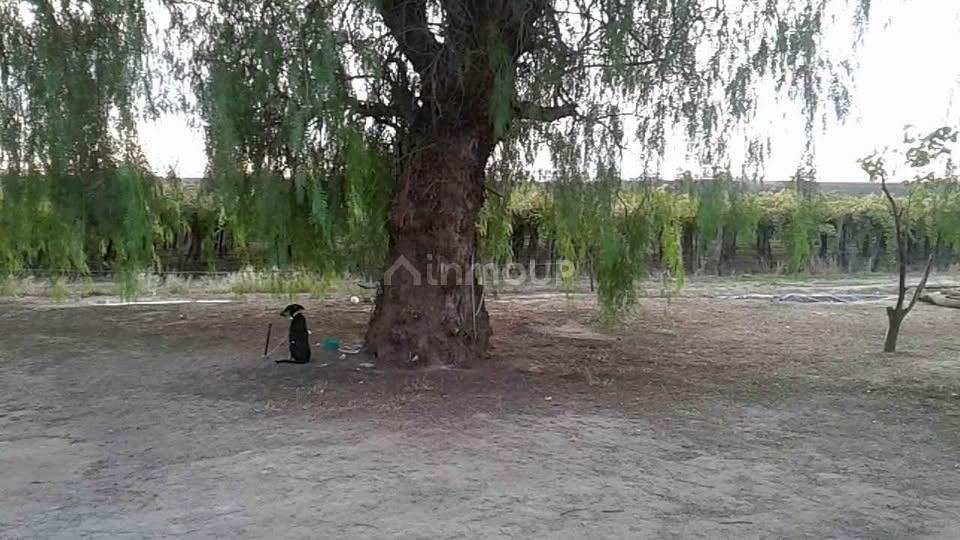 Finca en Venta en Santa Rosa, Mendoza