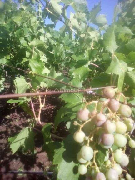 Finca en Venta en Santa Rosa, Mendoza