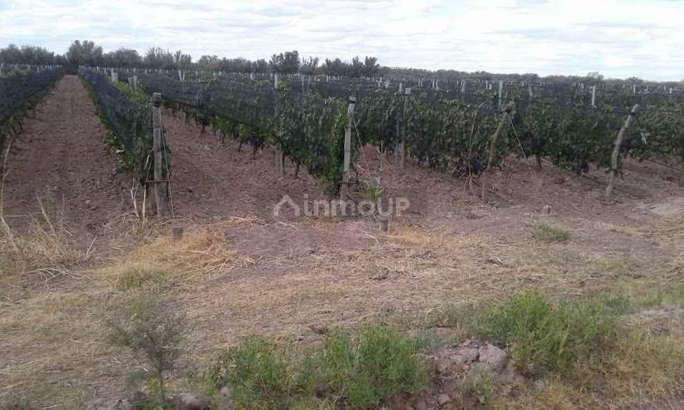 Finca en Venta en Santa Rosa, Mendoza