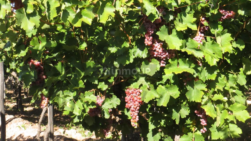 Finca en Venta en Lujan de Cuyo, Mendoza