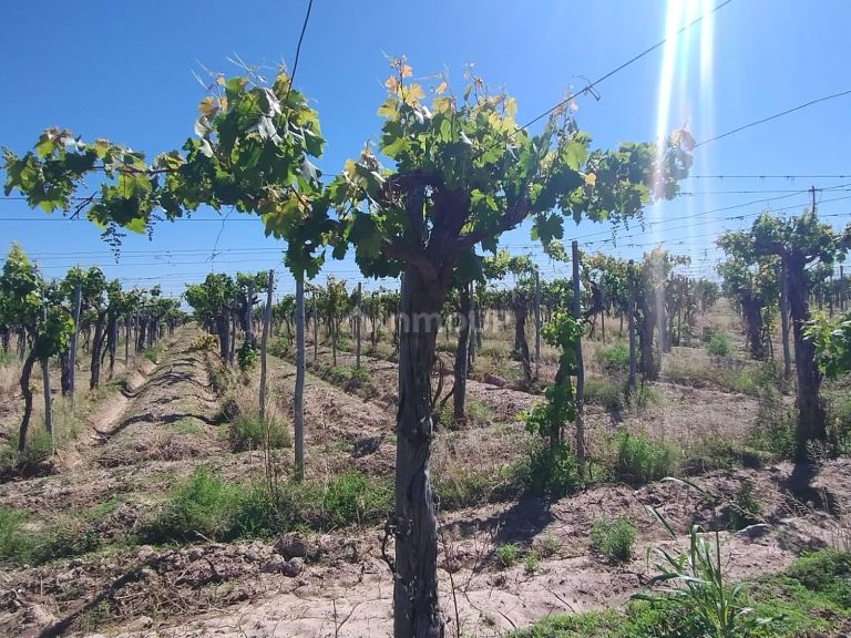 Finca en Venta en Lujan de Cuyo, Mendoza