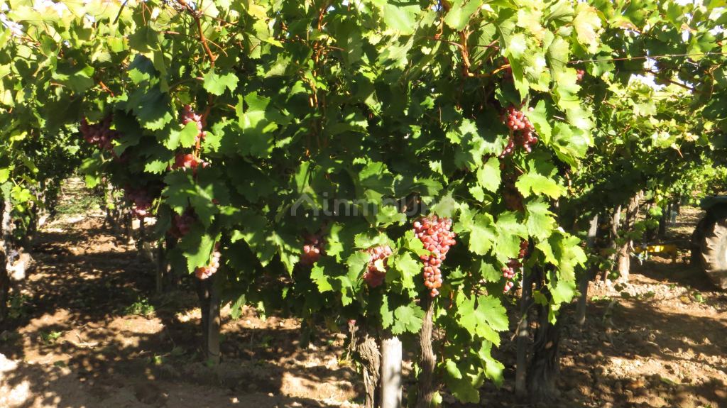 Finca en Venta en Lujan de Cuyo, Mendoza