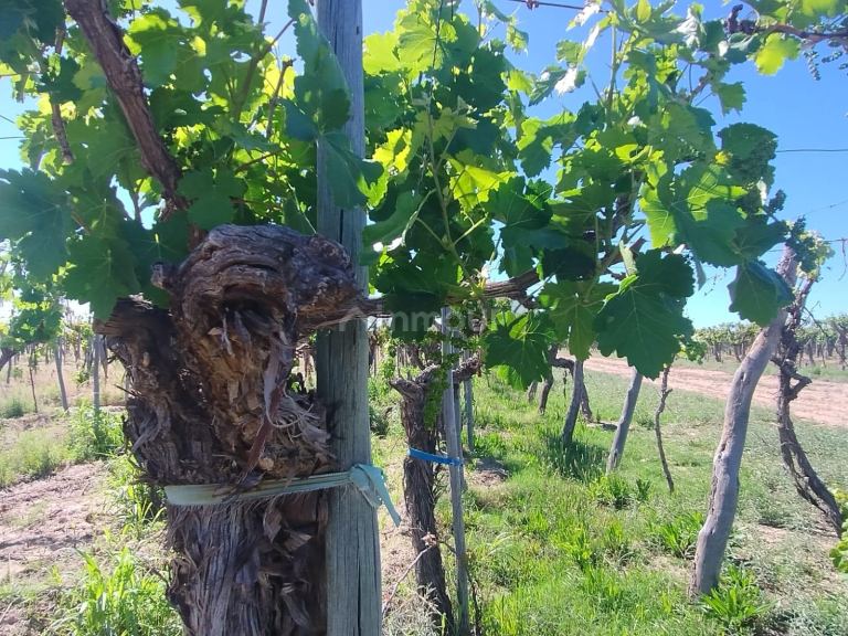 Finca en Venta en Lujan de Cuyo, Mendoza