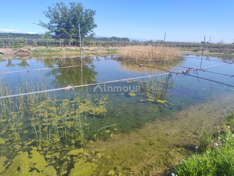 Finca en Venta en Lujan de Cuyo, Mendoza