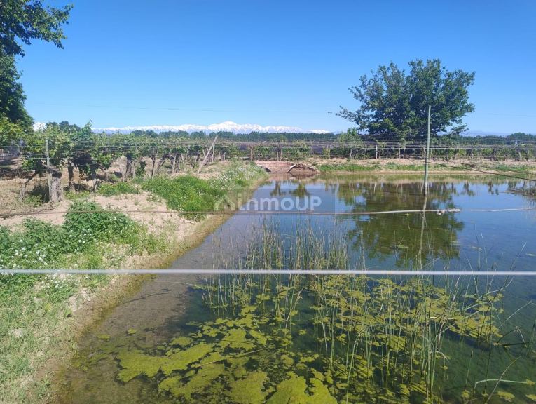 Finca en Venta en Lujan de Cuyo, Mendoza