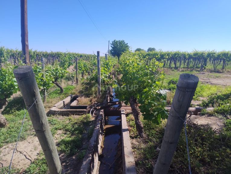 Finca en Venta en Lujan de Cuyo, Mendoza