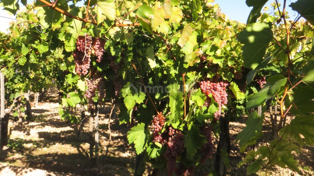 Finca en Venta en Lujan de Cuyo, Mendoza