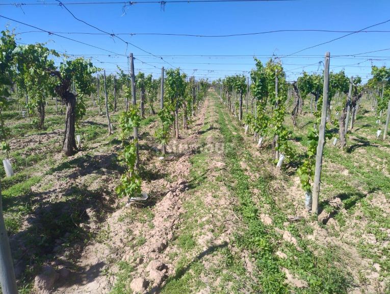 Finca en Venta en Lujan de Cuyo, Mendoza