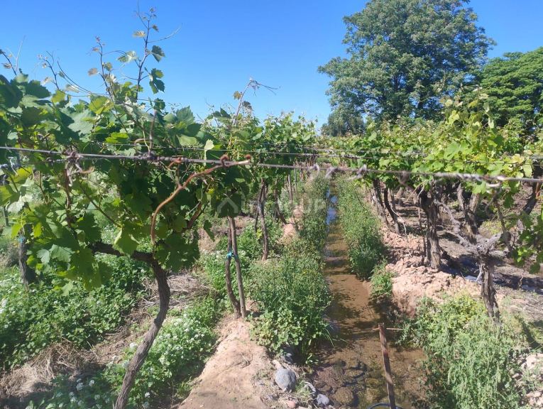 Finca en Venta en Lujan de Cuyo, Mendoza