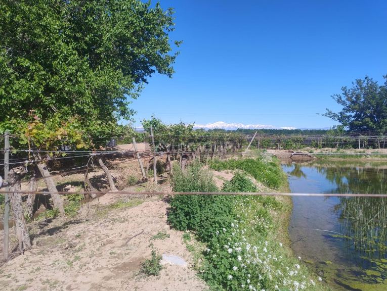 Finca en Venta en Lujan de Cuyo, Mendoza