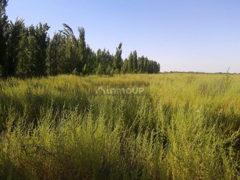 Campo en Venta en General alvear, Mendoza