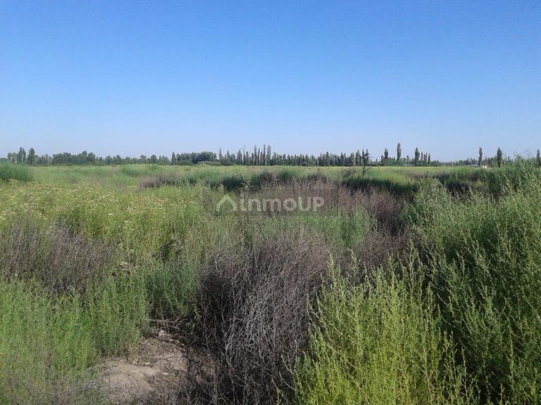 Campo en Venta en General alvear, Mendoza