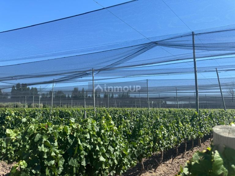 Finca en Venta en Junin, Mendoza