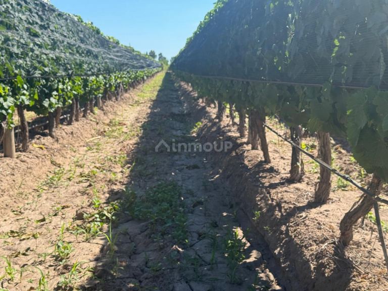 Finca en Venta en Junin, Mendoza