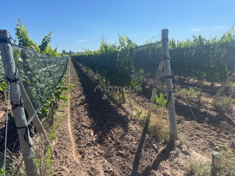 Finca en Venta en Junin, Mendoza