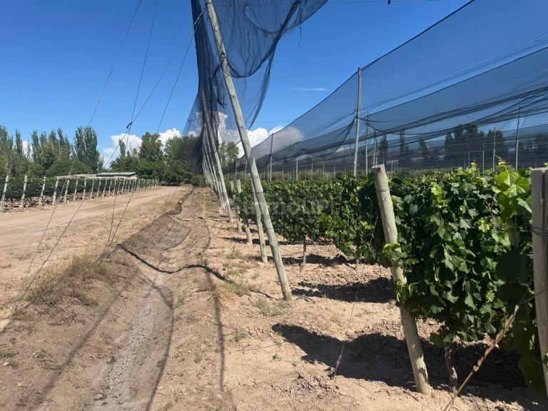 Finca en Venta en Junin, Mendoza