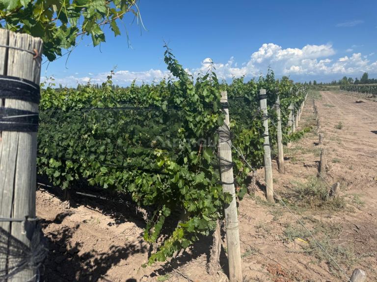 Finca en Venta en Junin, Mendoza