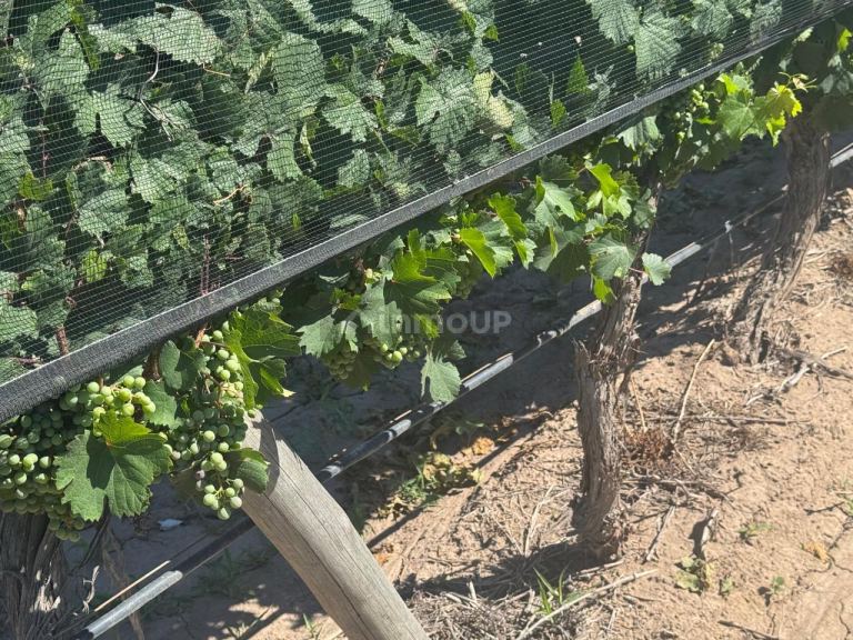 Finca en Venta en Junin, Mendoza