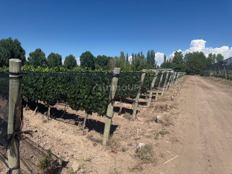 Finca en Venta en Junin, Mendoza